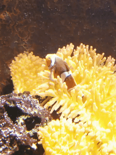 Nemo Fish GIF - Nemo Fish Aquarium GIFs