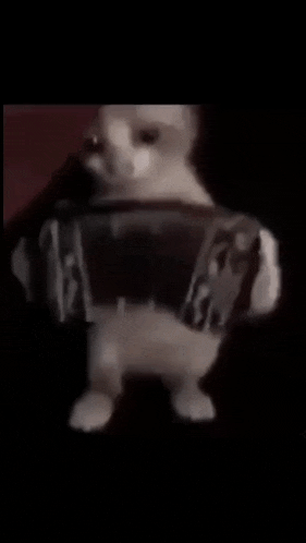 a cat is playing a guitar and looking at the camera