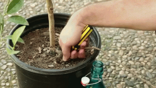 Watering Plants GIF - Watering Plants GIFs
