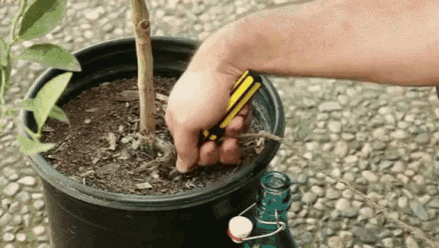 a person is holding a pair of pliers over a potted plant