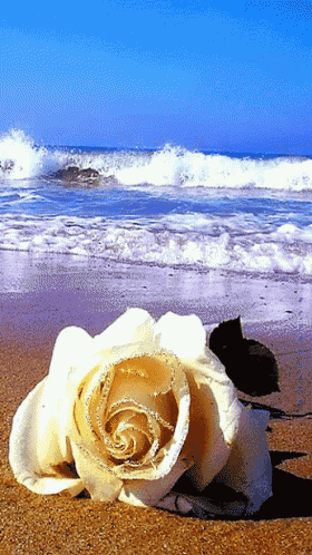 a white rose sits on a sandy beach in front of the ocean
