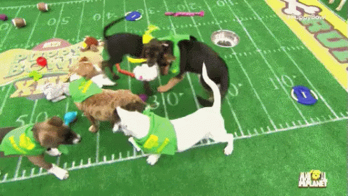 Touchdown GIF - Puppy Bowl Superbowl Sunday Touchdown GIFs