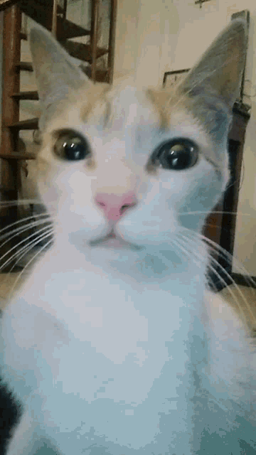 a close up of a cat 's face with a pink nose