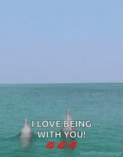 Sea Jumping GIF - Sea Jumping Dolphin GIFs