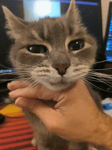 a close up of a person holding a cat 's face
