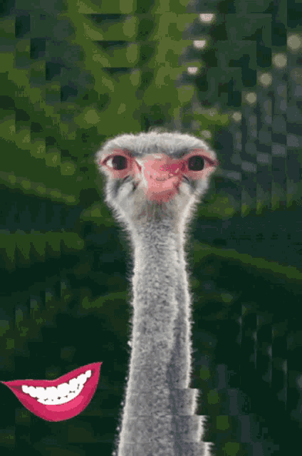 Smile Ostrich GIF - Smile Ostrich Lips GIFs