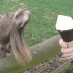 Goat Ice Cream GIF - Goat Ice Cream Tibea GIFs