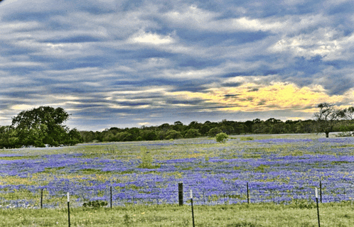 a field of purple flowers with trees in the background