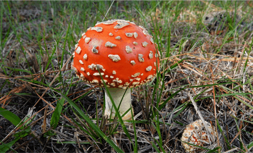 a red mushroom with white spots is growing out of the grass