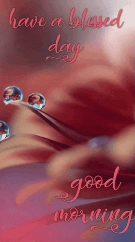 a picture of a flower with water drops on it that says have a blessed day good morning