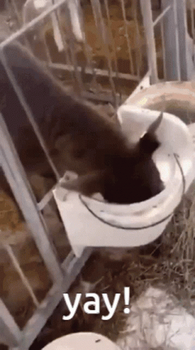 Yay Cow Funny GIF - Yay Cow Funny Cow GIFs