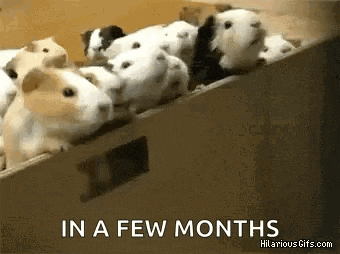 a bunch of guinea pigs are sitting in a box with the words `` in a few months '' .