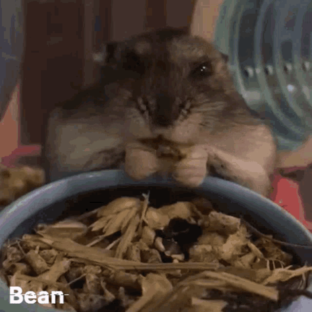 Eating Hamster GIF - Eating Hamster Cute Hamster GIFs