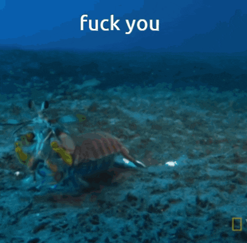 Fuck You Lobster GIF - Fuck You Lobster Mantis Shrimp GIFs