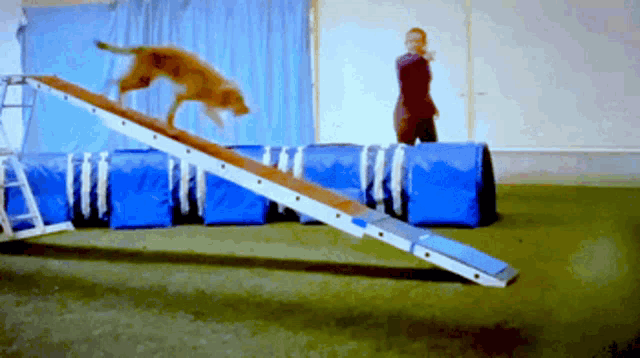 a dog is jumping over a ramp with a man standing behind it