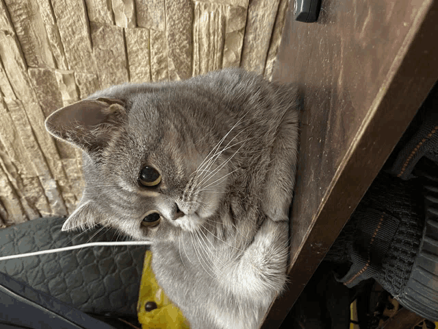 a gray cat leaning against a wooden wall