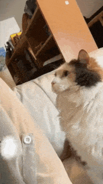 a calico cat is sitting on a bed looking at the camera