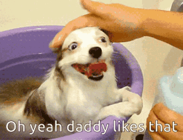 a dog in a bathtub with the words oh yeah daddy likes that
