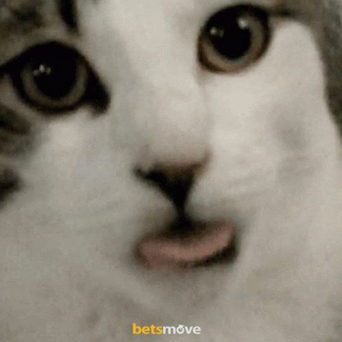 Lick Cat Lick GIF - Lick Cat Lick Cat GIFs