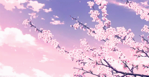 Cherry Blossom Anime GIF