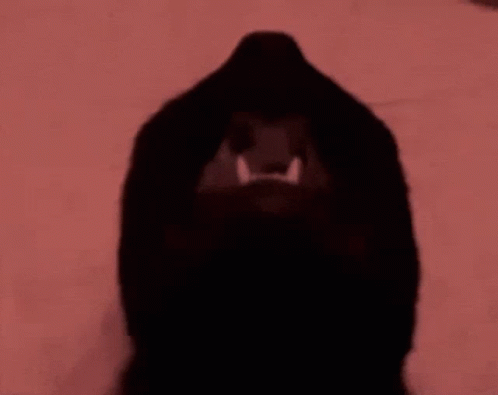Black Cat Stare GIF - Black Cat Stare GIFs