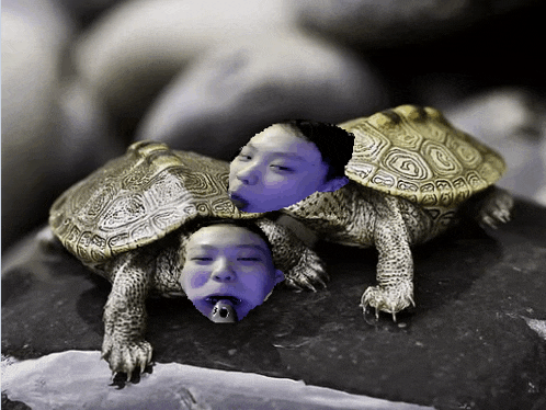 two turtles are laying on a rock and one has two faces on it