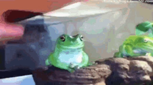Frog Okay Bro GIF - Frog Okay Bro Smile GIFs