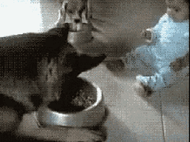 a dog is eating from a bowl while a baby looks on .