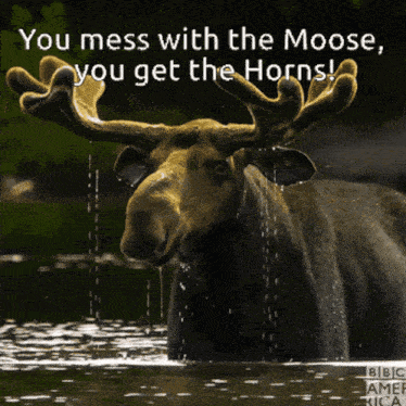 a moose standing in the water with the words you mess with the moose you get the horns on the bottom