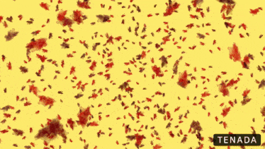 a yellow background with red leaves and the word tenada underneath