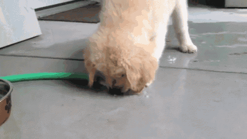 Cooling Off The Puppy Way GIF - Puppy Water Cute GIFs