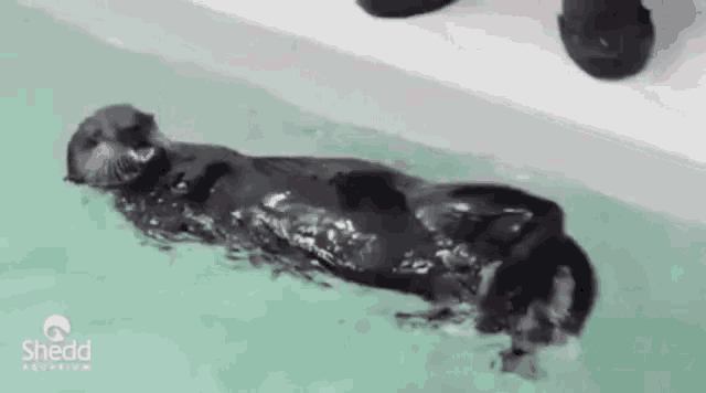 a black otter is swimming in a pool .