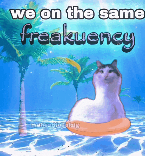 a picture of a cat in the water with the words we on the same frequency