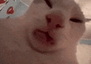 a close up of a white cat making a funny face with its mouth open .