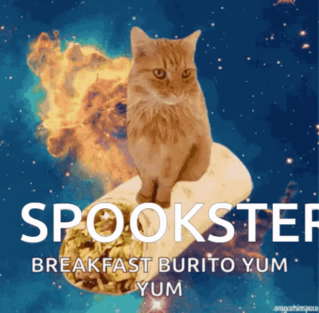 a cat is sitting on top of a burrito that says spookster