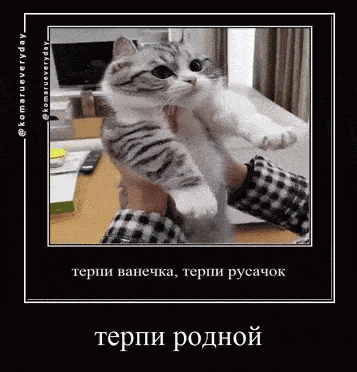 a picture of a person holding a kitten in their hands with a caption in russian