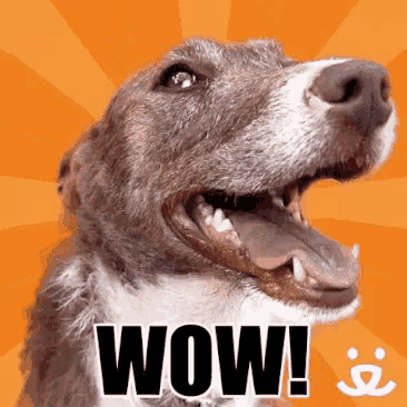 a close up of a dog 's face with the word wow written on it