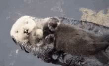 Otters Cuddling GIF - Otters Cuddling Cute GIFs