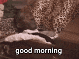 a monkey is laying on a couch with the words `` good morning '' written next to it .