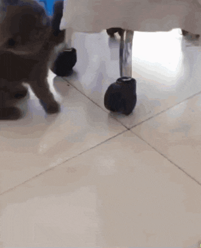 a cat is standing next to a chair with wheels .