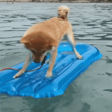 Water Scared GIF - Water Scared Raft GIFs