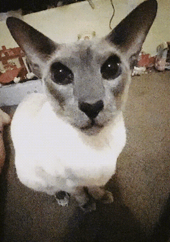 a gray and white cat sitting on a carpet