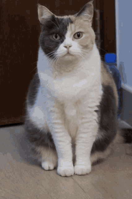 a calico cat is sitting on a wooden floor and looking at the camera
