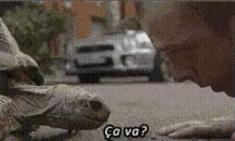 a man is petting a turtle on the ground and the turtle is asking for food .