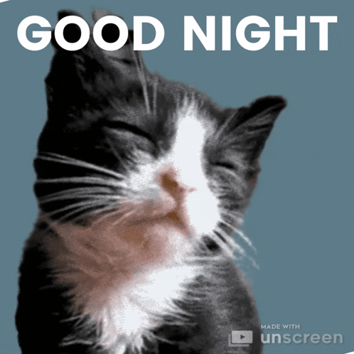 Goodnight Good Night GIF - Goodnight Good Night Cat GIFs