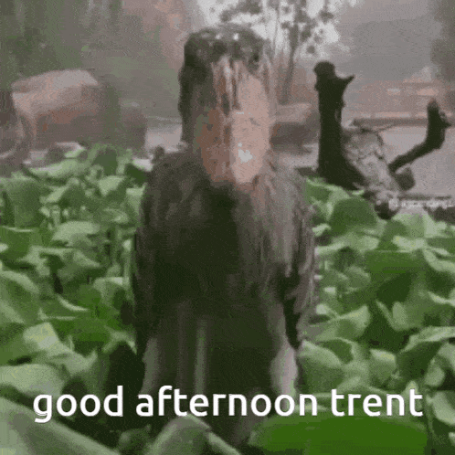 Hello Trent GIF - Hello Trent Meme GIFs