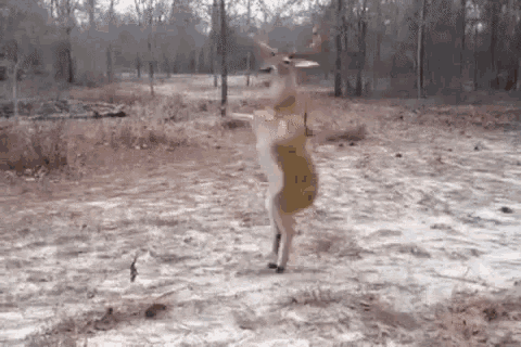 Dancing Deer GIF - Dancing Deer GIFs