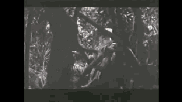 a black and white photo of a man climbing a tree in the woods .