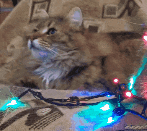 a cat is laying on a couch next to a string of lights