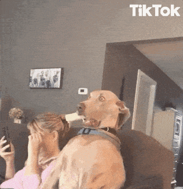 a dog is sitting on a woman 's lap and covering her face while she looks at her phone